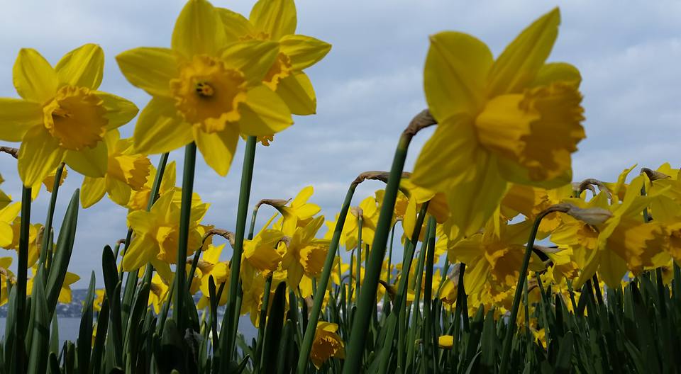 Daffodils