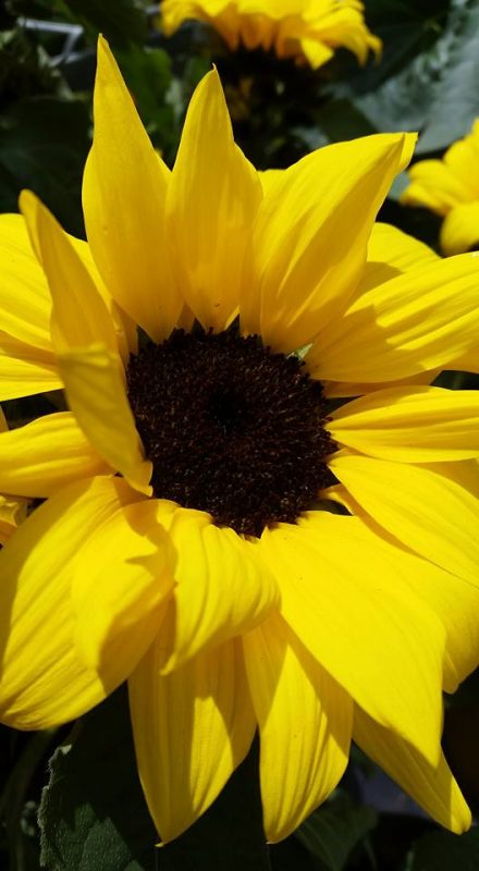 Favourite Vegetable Oils