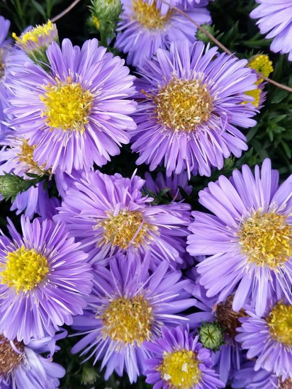 Swiss Purple