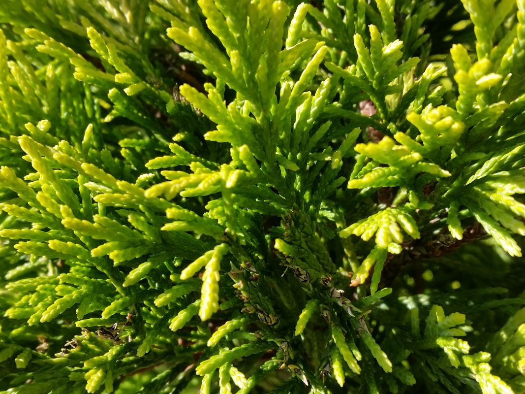 Cedarwood