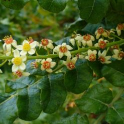 Frankincense Flowers