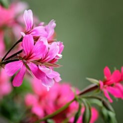 Geranium