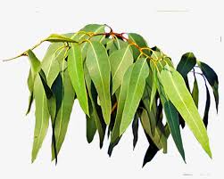 Eucalyptus Oil