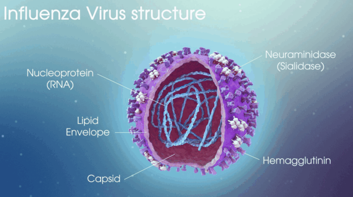 Influenza Structure Mar2020