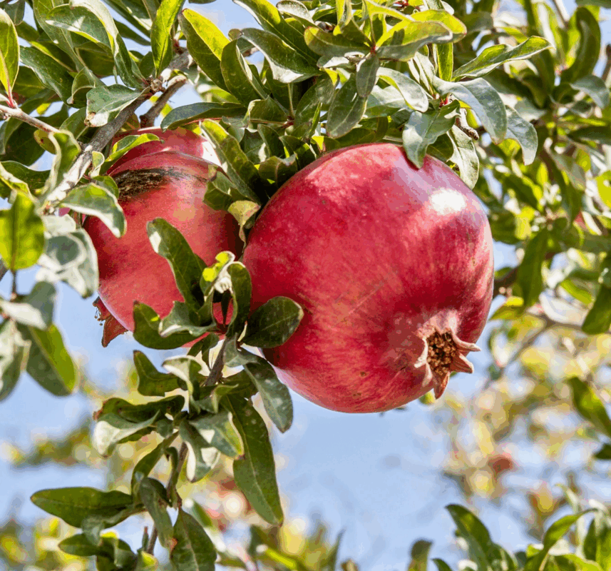 Pomegranate Lavi Perchik Unsplash