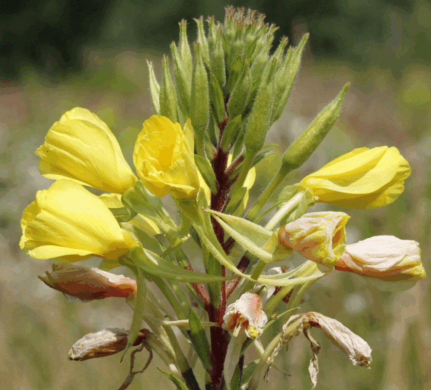 Evening Primrose