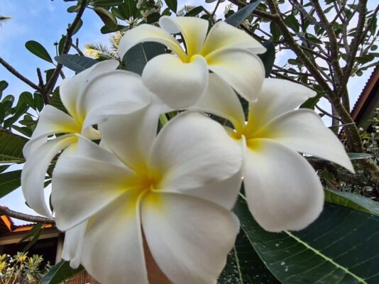 Bali Frangipani