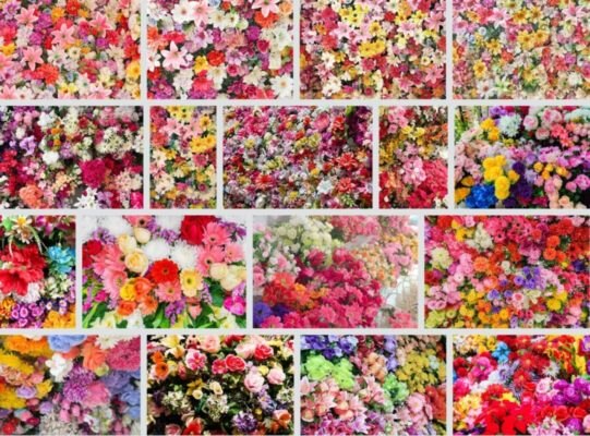 Unsplash Roses Zurich