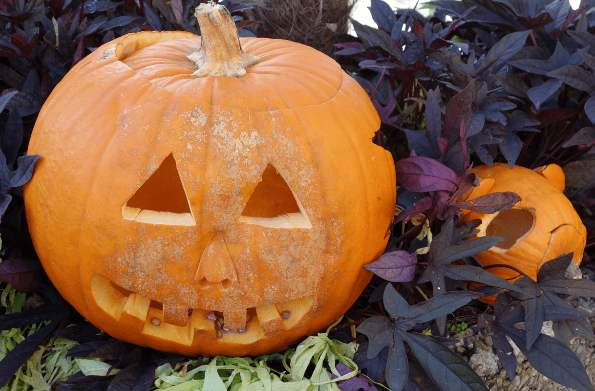 Pumpkin Halloween