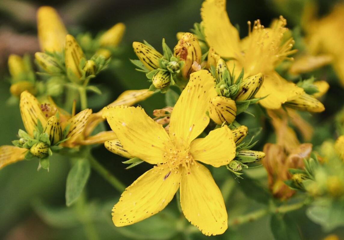 St. John's wort