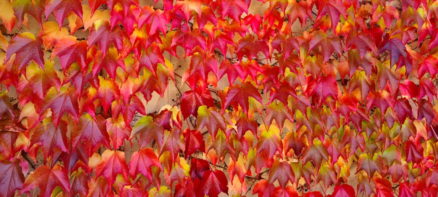 Autumn Charm Sep25
